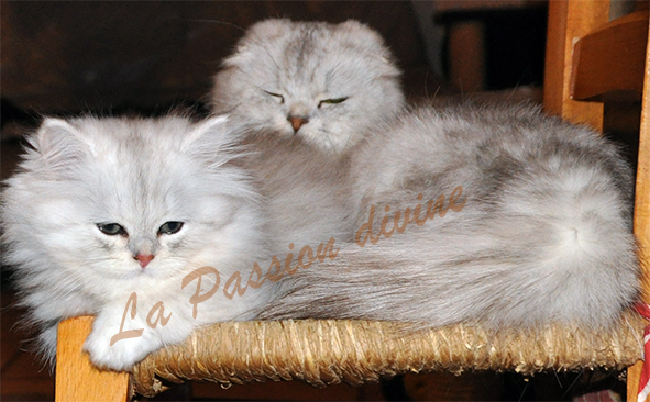 http://www.la-passiondivine.fr/images/chaton09/fhs1p.jpg