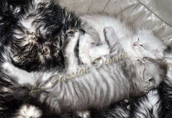 http://www.la-passiondivine.fr/images/chaton09/fofomhf.jpg