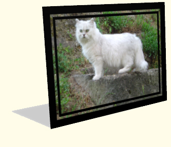 mariage british longhair